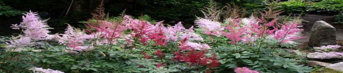 astilbe display garden