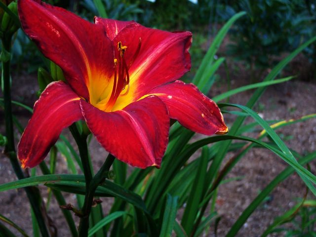 Baja Daylily