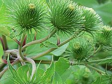 burdock
