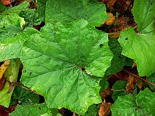 coltsfoot