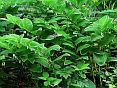 polygonatum com