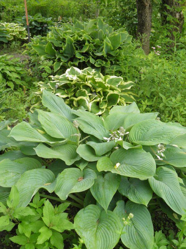 Hosta Bigfoot