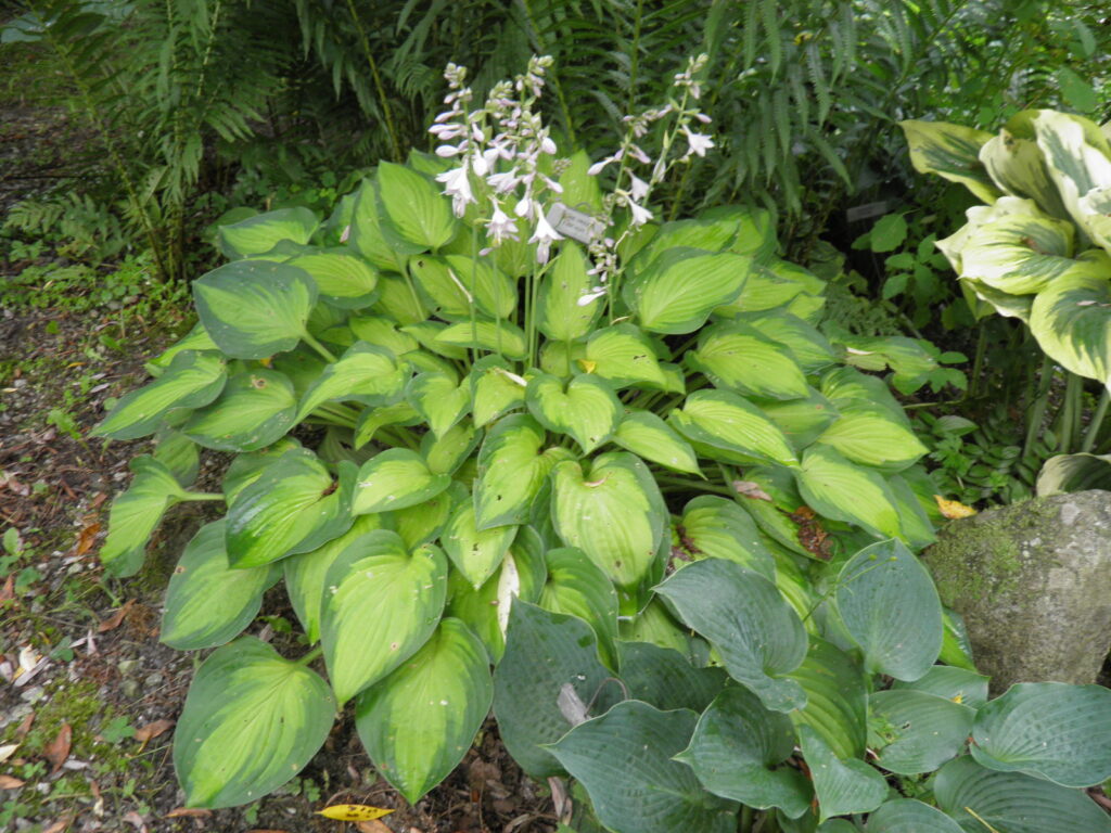 Hosta Sweet Home Chicago - Vermont Flower Farm