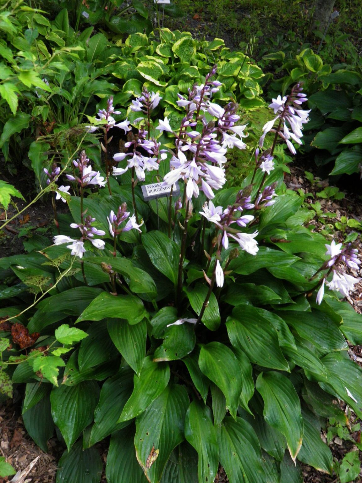 Hosta Sparkling Burgundy - Vermont Flower Farm