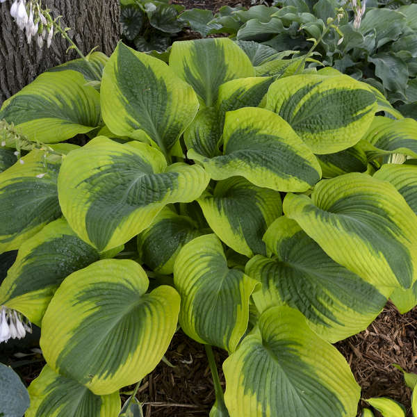 Hosta Afterglow - Vermont Flower Farm