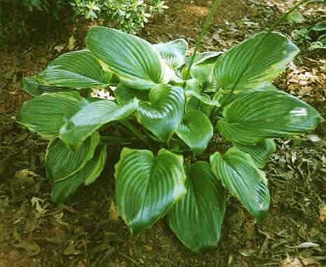 Hosta Bottom Line - Vermont Flower Farm