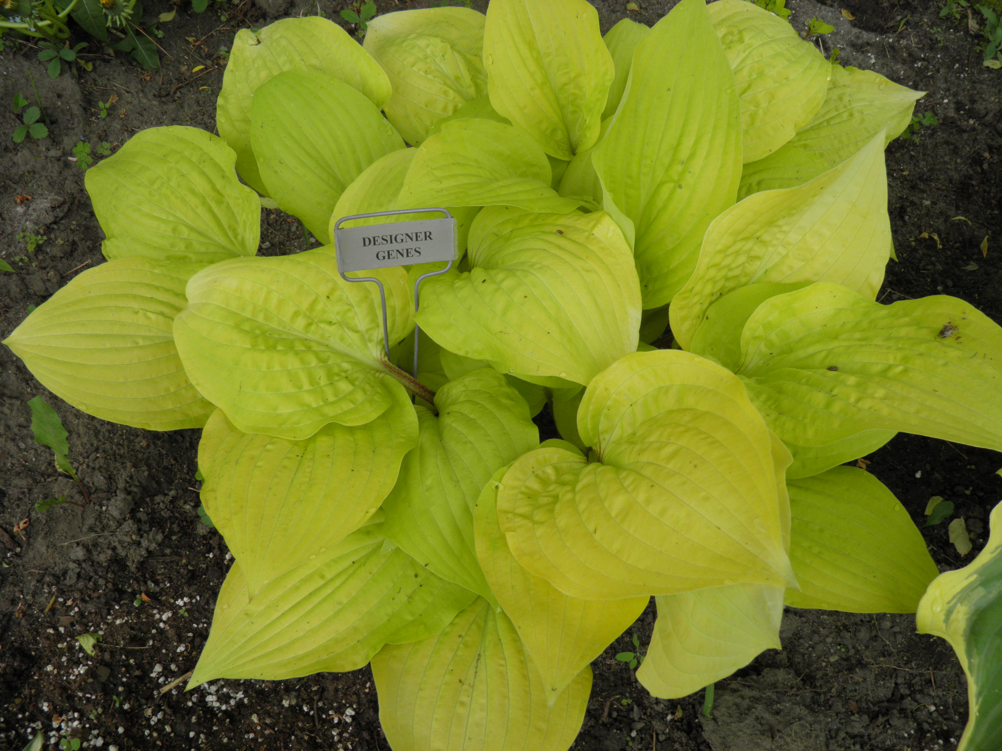 Hosta Designer Genes Vermont Flower Farm