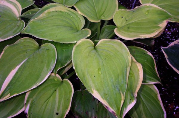 Hosta Fragrant Bouquet