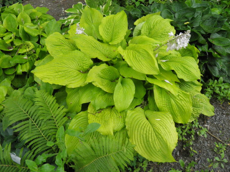 Hosta Jimmy Crack Corn - Vermont Flower Farm