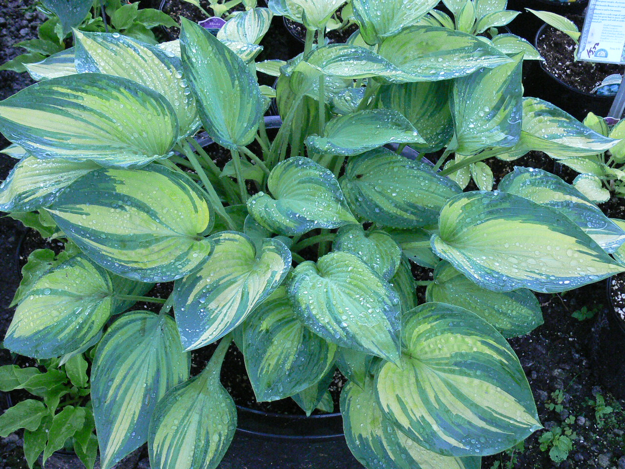 Hosta June - Vermont Flower Farm