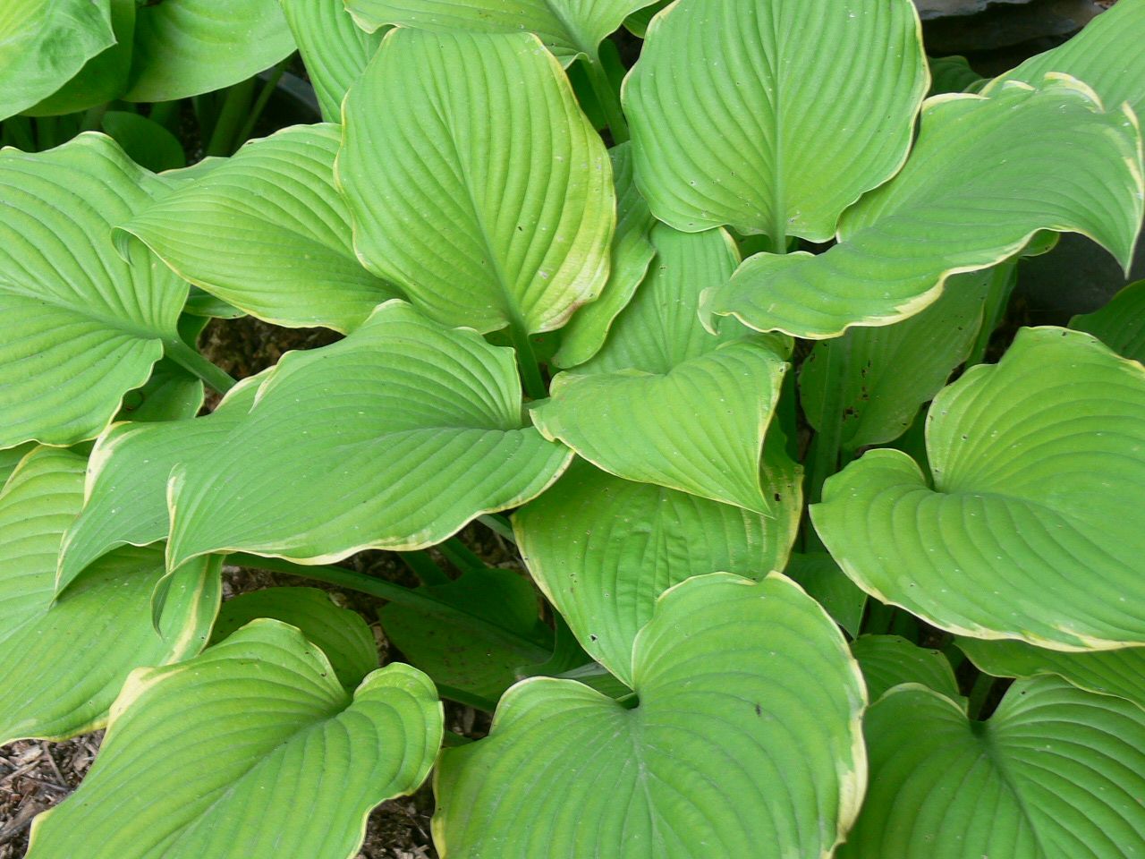 Hosta Lakeside Cha Cha Vermont Flower Farm