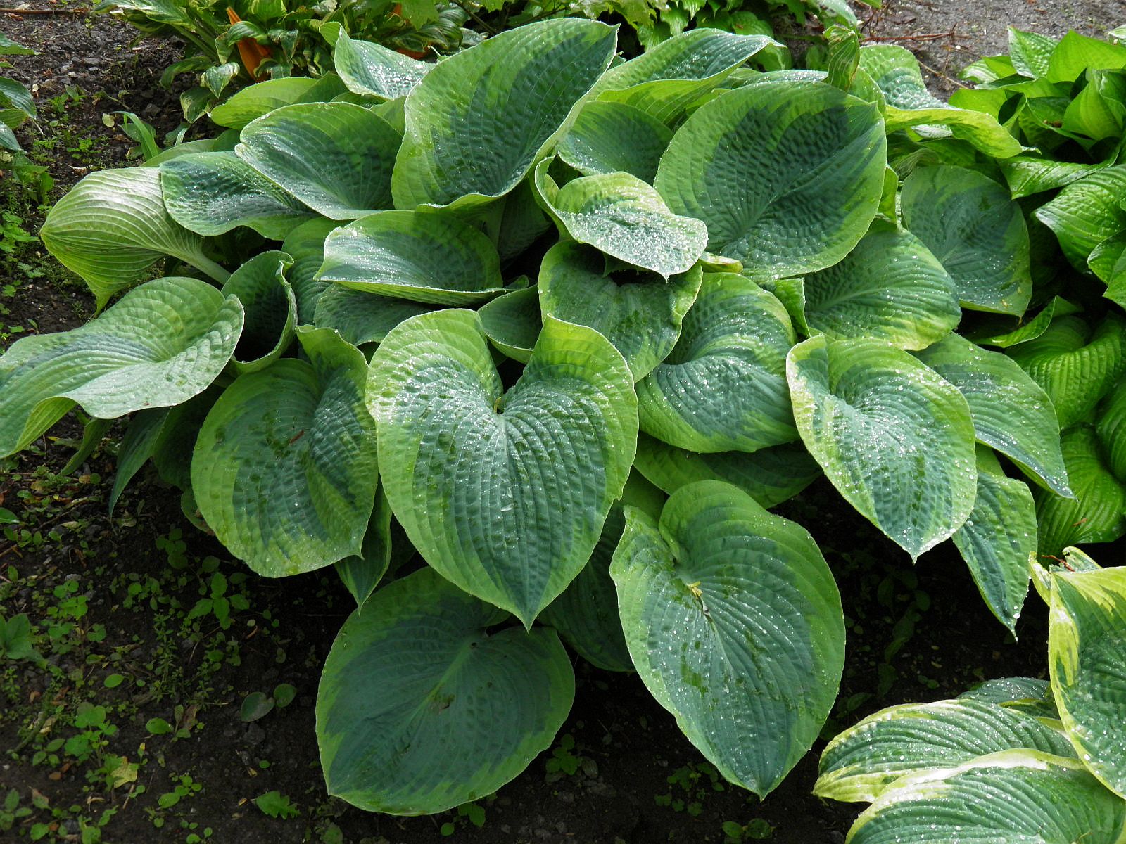 Hosta Olive Bailey Langdon - Vermont Flower Farm