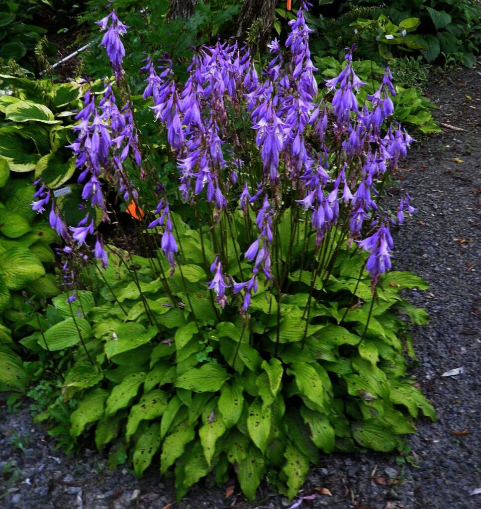 Hosta Sea Octopus - Vermont Flower Farm