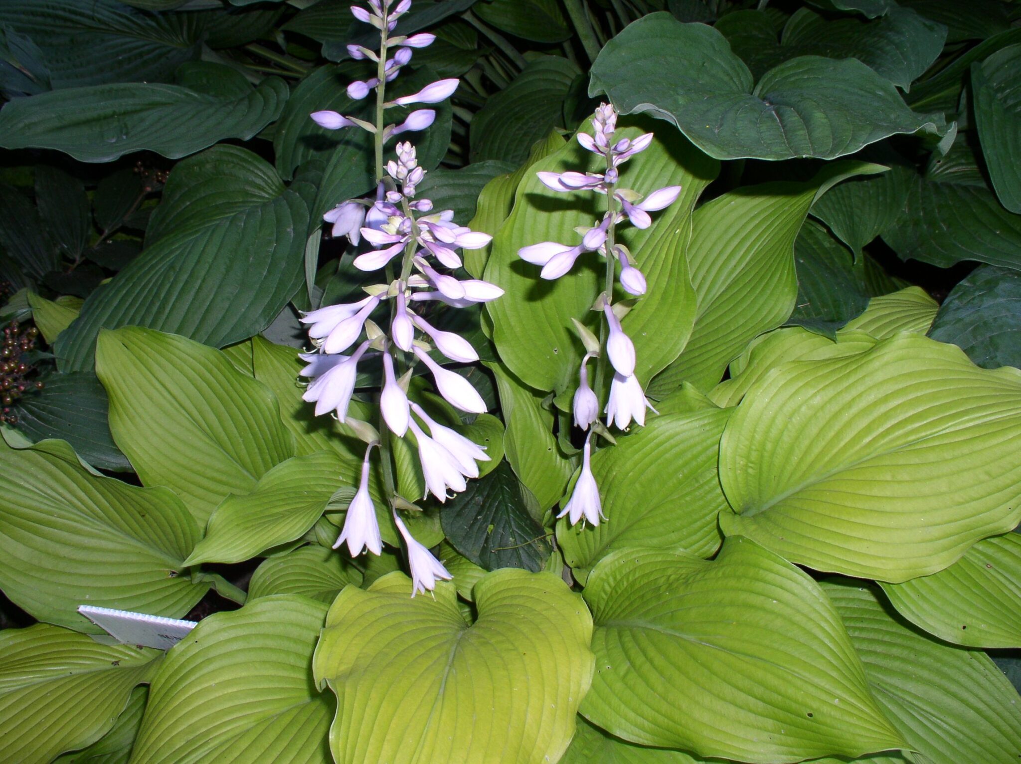 Hosta Sun Power - Vermont Flower Farm