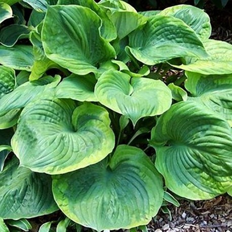 Hosta Titanic - Vermont Flower Farm