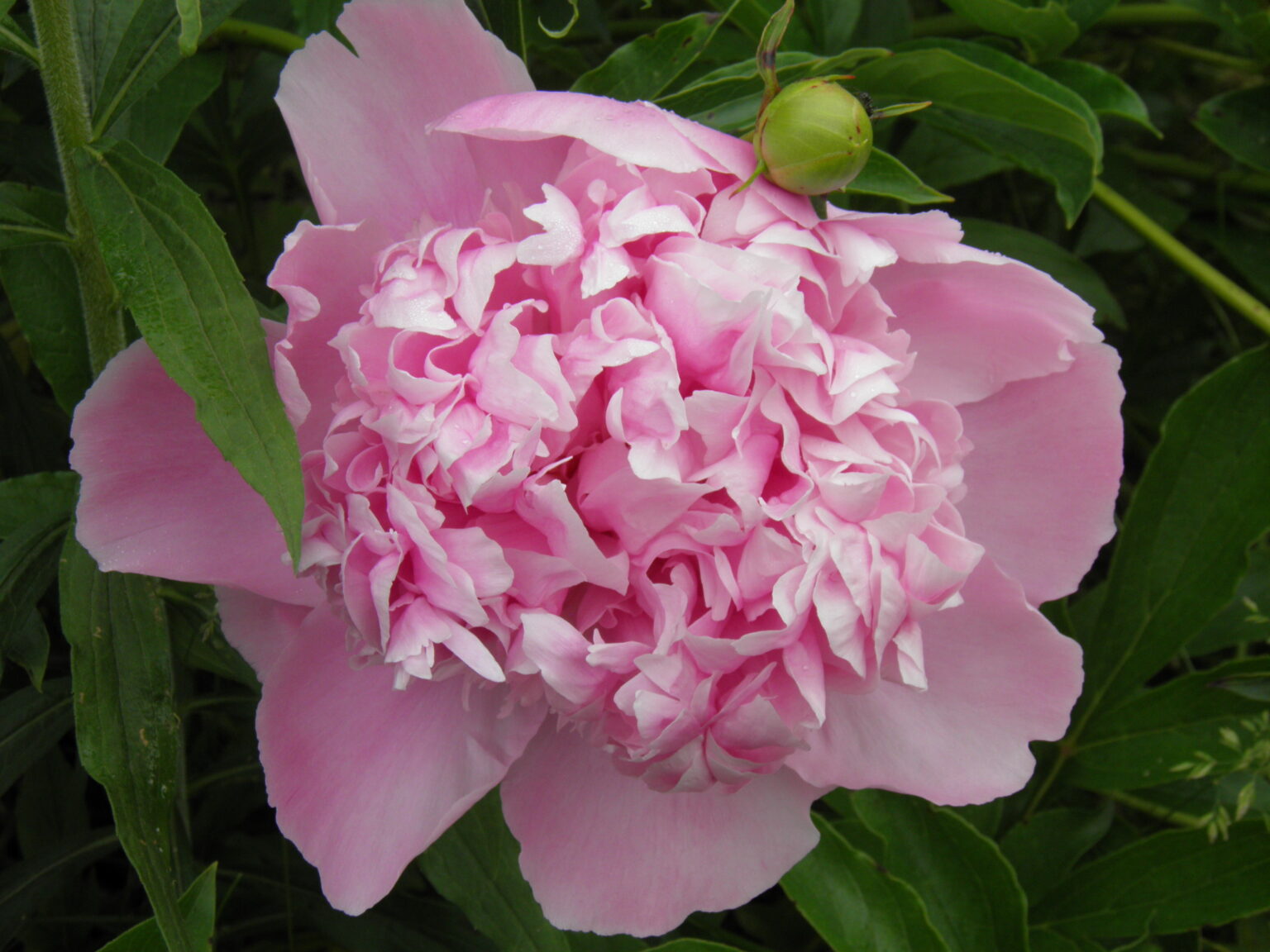 Peony Sarah Bernhardt - Vermont Flower Farm