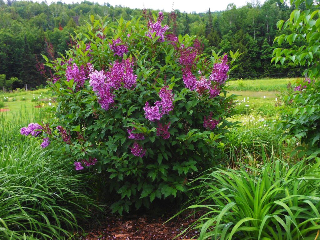 Lilac Donald Wyman - Vermont Flower Farm