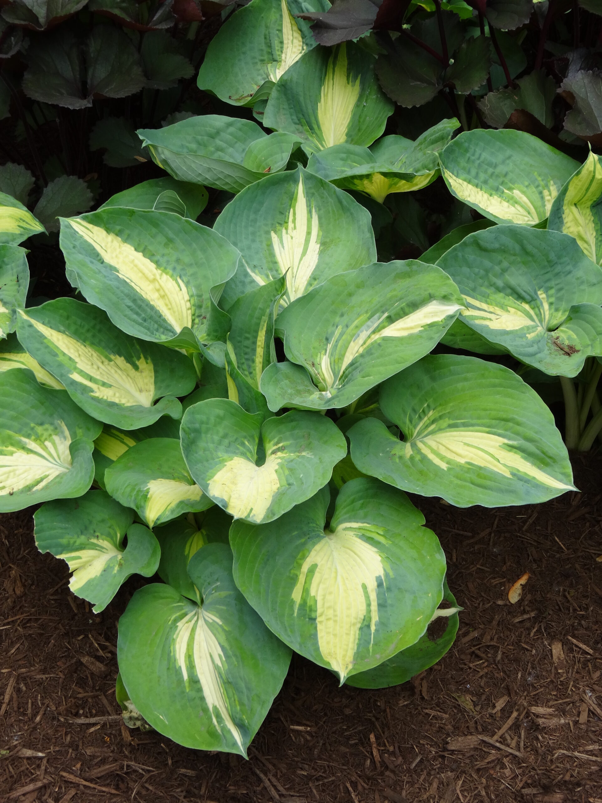 Hosta Dream Queen - Vermont Flower Farm