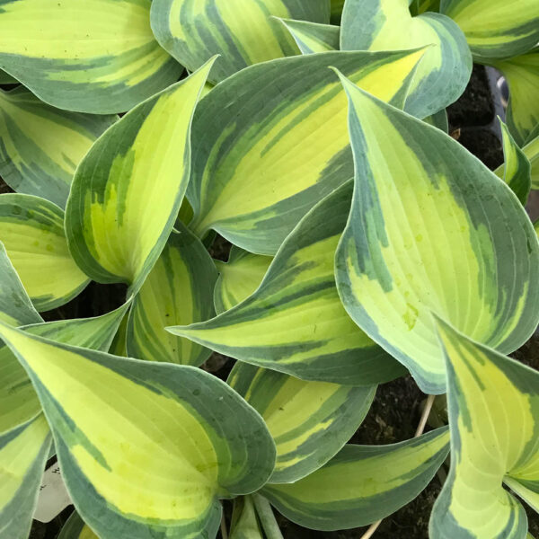 Hosta Catherine