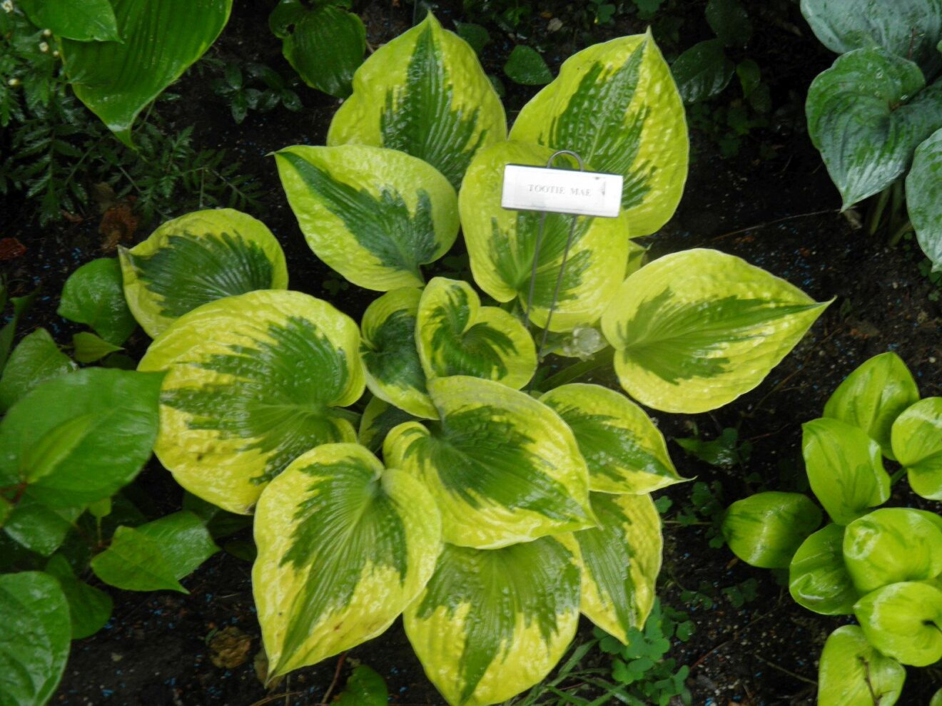 Hosta Tootie Mae - Vermont Flower Farm