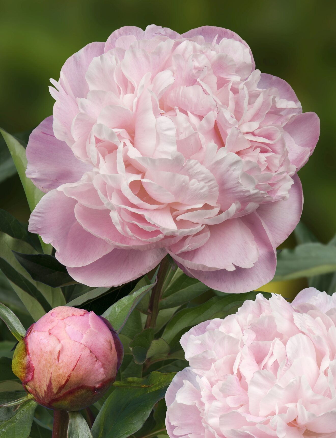 Peony Nick Shaylor - Vermont Flower Farm