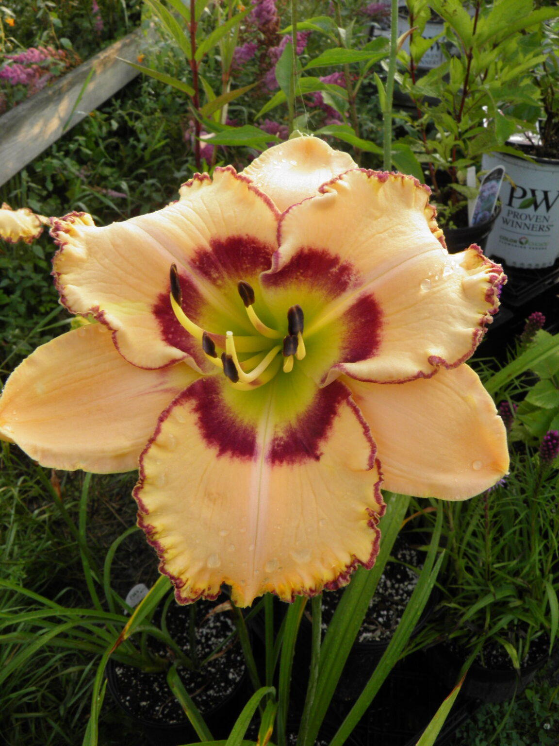 Daylily King of the Ages Vermont Flower Farm