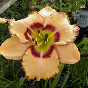 King of the Ages Daylily