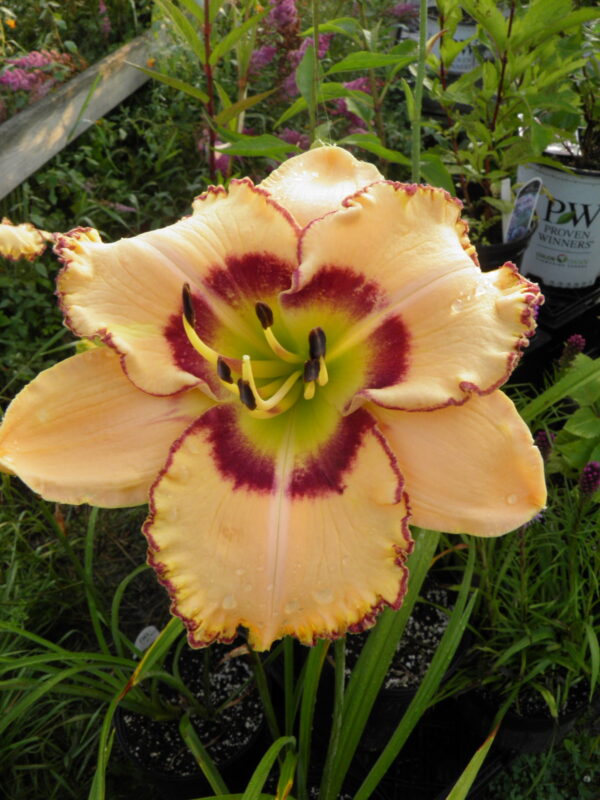 King of the Ages Daylily