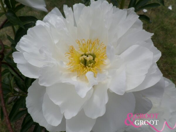 Peony Miss America