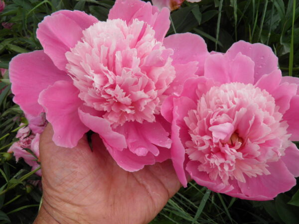 Peony Philomele $34