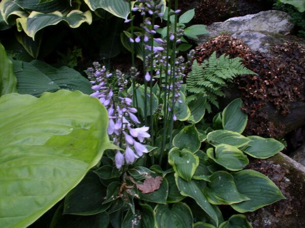 Hosta Abby