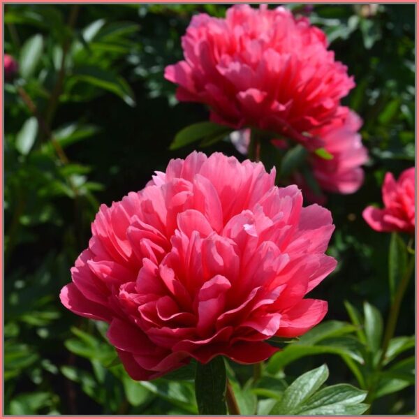 Peony Lorelie