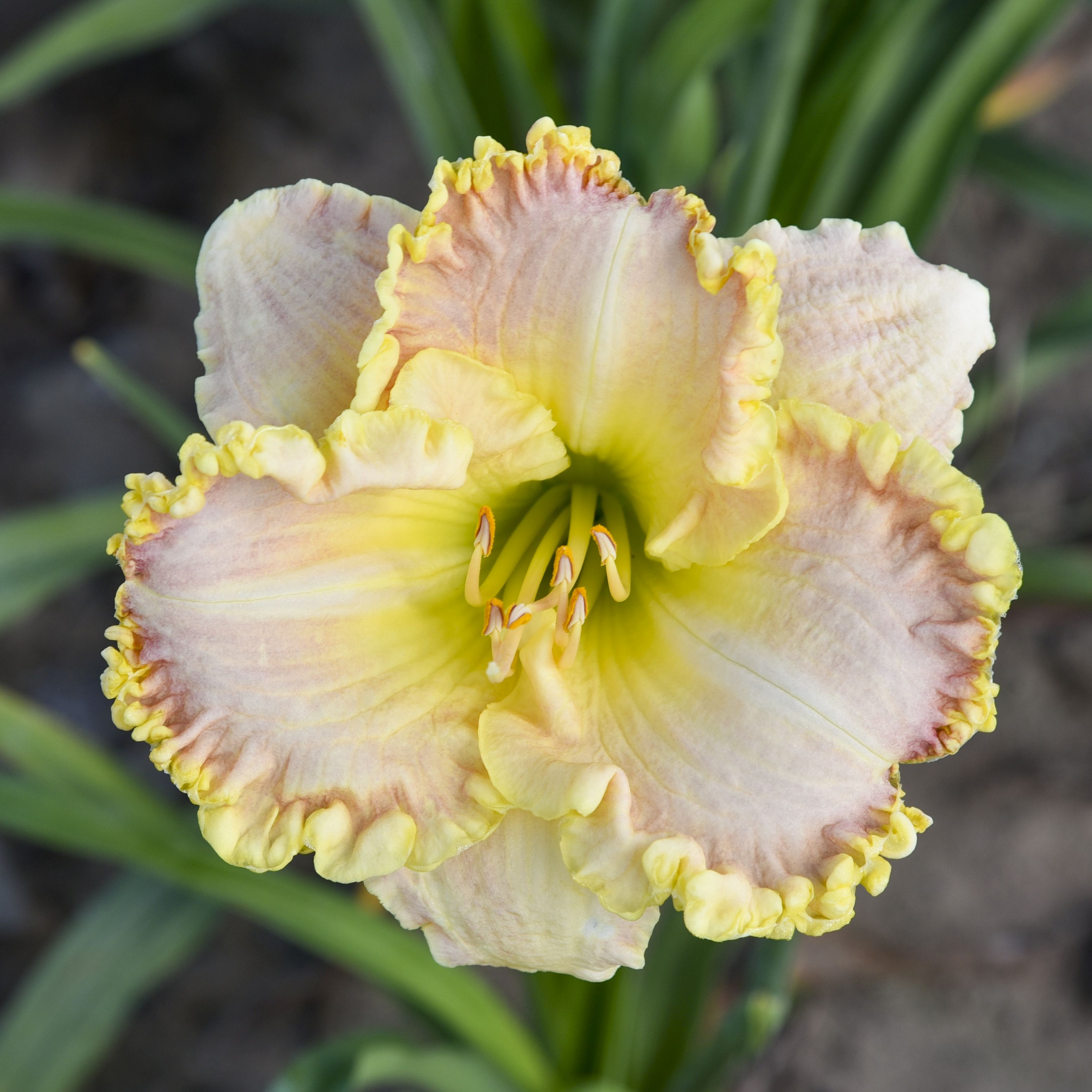 Daylily Singular Sensation $24